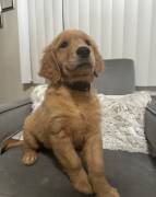 Golden Retrievers Puppies, Golden Retriever