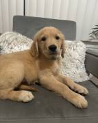 Golden Retrievers Puppies, Golden Retriever