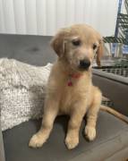 Golden Retrievers Puppies, Golden Retriever