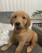 Golden Retrievers Puppies, Golden Retriever