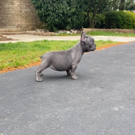 Oddi- AKC Blue French bulldog, French Bulldog