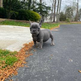 Oddi- AKC Blue French bulldog, French Bulldog