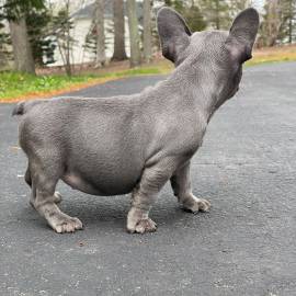 Oddi- AKC Blue French bulldog, French Bulldog