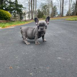 Oddi- AKC Blue French bulldog, French Bulldog