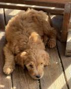 goldendoodles, Mixed Breed