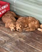 goldendoodles, Mixed Breed