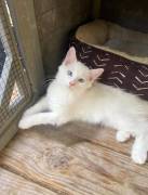 RAGDOLL KITTENS FOR SALE, Ragdoll