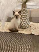 RAGDOLL KITTENS FOR SALE, Ragdoll