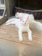 RAGDOLL KITTENS FOR SALE, Ragdoll