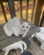 RAGDOLL KITTENS FOR SALE, Ragdoll