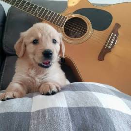 Golden Retriever Puppies , Golden Retriever