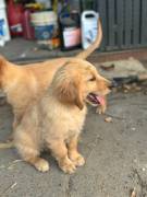 Golden Retriever Puppies , Golden Retriever