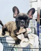 French bulldogs needs a home , Mixed Breed