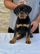 WorldClass AKC Rottweiler Pups, Rottweiler