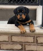 WorldClass AKC Rottweiler Pups, Rottweiler