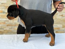 WorldClass AKC Rottweiler Pups, Rottweiler