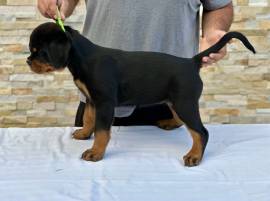 WorldClass AKC Rottweiler Pups, Rottweiler