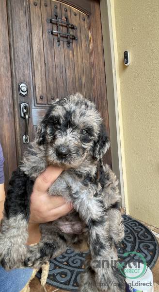 labradoodle/ Goldendoodle Pupp, Mixed Breed