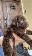 labradoodle/ Goldendoodle Pupp, Mixed Breed