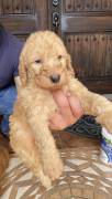 labradoodle/ Goldendoodle Pupp, Mixed Breed