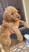 labradoodle/ Goldendoodle Pupp, Mixed Breed