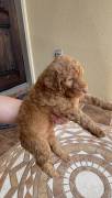 labradoodle/ Goldendoodle Pupp, Mixed Breed