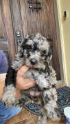 labradoodle/ Goldendoodle Pupp, Mixed Breed
