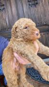 labradoodle/ Goldendoodle Pupp, Mixed Breed