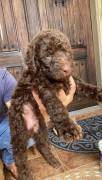labradoodle/ Goldendoodle Pupp, Mixed Breed