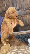 labradoodle/ Goldendoodle Pupp, Mixed Breed