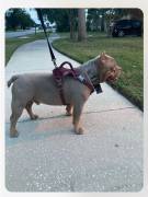 pocket bullies , Mixed Breed