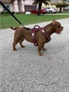 pocket bullies , Mixed Breed
