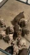 pocket bullies , Mixed Breed