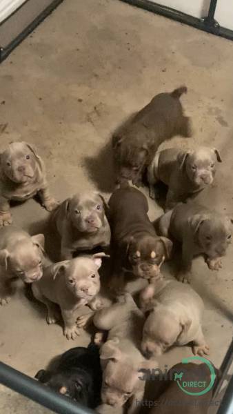 pocket bullies , Mixed Breed