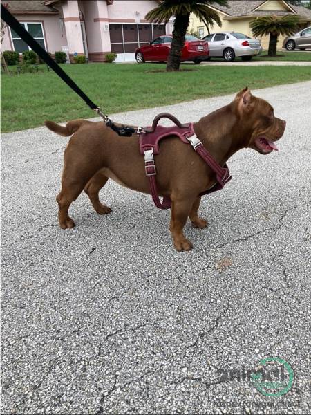 puppy pockets bullies , Mixed Breed