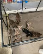 puppy pockets bullies, Mixed Breed