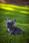 Blue French Bulldog Puppy, French Bulldog