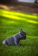 Blue French Bulldog Puppy, French Bulldog