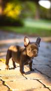 Blue French Bulldog Puppy, French Bulldog