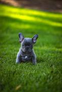 Blue French Bulldog Puppy, French Bulldog