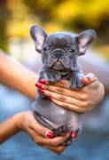 Blue French Bulldog Puppy, French Bulldog