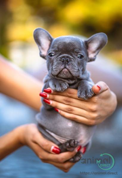 Blue French Bulldog Puppy, French Bulldog