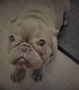 Blue Frenchie , French Bulldog