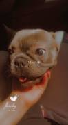 Blue Frenchie , French Bulldog