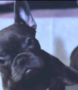 Blue Frenchie , French Bulldog