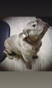 Blue Frenchie , French Bulldog