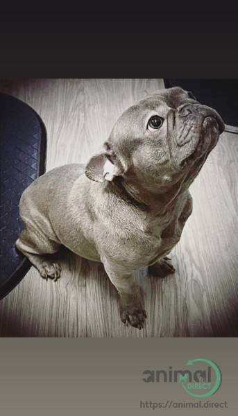 Blue Frenchie , French Bulldog