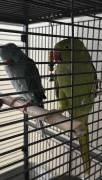 2 indian Ringnecks, Indian Ring Necked