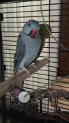 2 indian Ringnecks, Indian Ring Necked