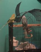 2 indian Ringnecks, Indian Ring Necked